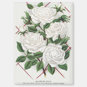 Aimant Jardin de roses grimpantes blanches victoriennes a