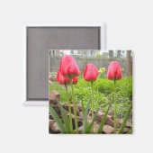 aimant Jardin de Tulip (Recto/Verso)