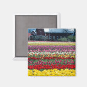 Aimant Jardin de tulipes, comté de Skagit, (Recto/Verso)