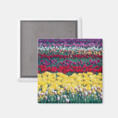 Aimant jardin de tulipes dans le comté de Skagit, (Recto/Verso)
