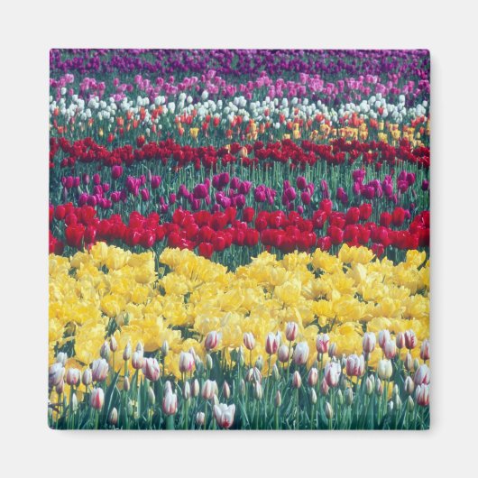 Aimant jardin de tulipes dans le comté de Skagit, (Devant)
