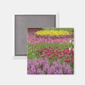 Aimant Jardin de tulipes, de jonquilles et de jacinthe (Recto/Verso)