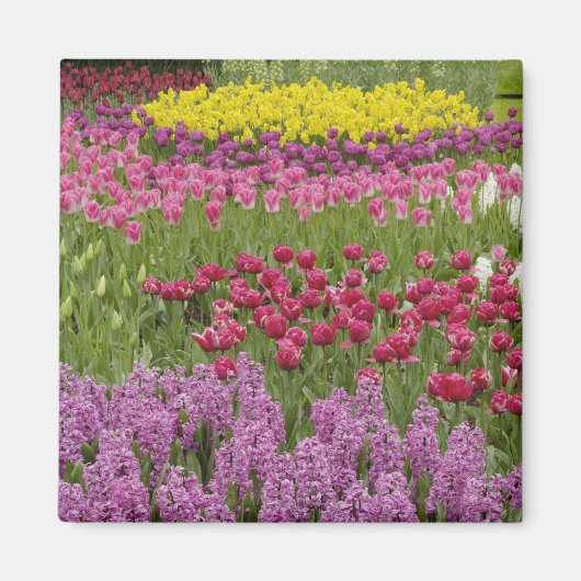 Aimant Jardin de tulipes, de jonquilles et de jacinthe (Devant)