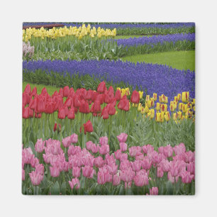 Aimant Jardin de tulipes, de raisin Hyacinth et