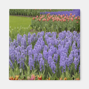 Aimant Jardin de tulipes et de jacinthes, jardins de Keuk