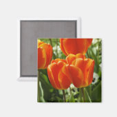Aimant Jardin de tulipes printanières (Recto/Verso)