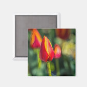 Aimant Jardin de Tulipes texturé (Recto/Verso)