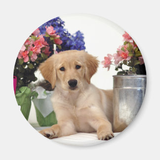 Aimant Jardinage Golden Retriever Puppy