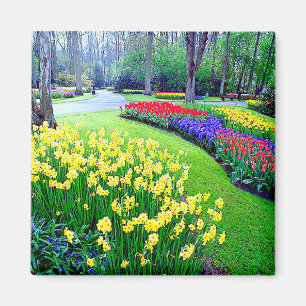 AIMANT JARDINS DE KEUKENHOF, LISSE HOLLANDE