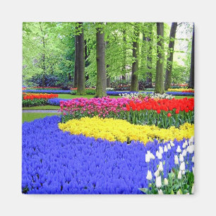 AIMANT JARDINS DE KEUKENHOF, LISSE HOLLANDE