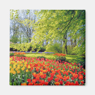 AIMANT JARDINS DE KEUKENHOF, LISSE HOLLANDE