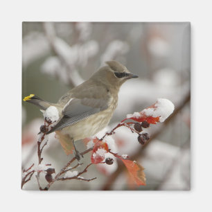 Aimant Jaseur d'Amérique adulte sur aubépine avec neige
