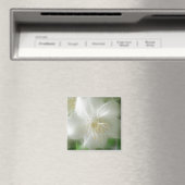 Aimant Jasmine brillante blanche (In Situ (Lave-vaisselle))