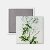 Aimant Jasmine, de 'La Guirlande de Julie' (Recto/Verso)