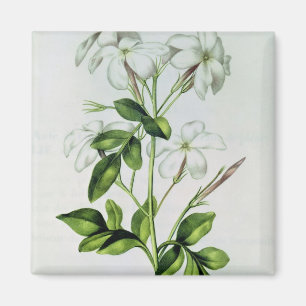 Aimant Jasmine, de 'La Guirlande de Julie'