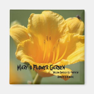 Aimant jaune de Daylilie