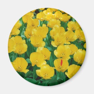 Aimant jaune de tulipes