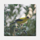 Aimant jaune Goldfinch (Devant)