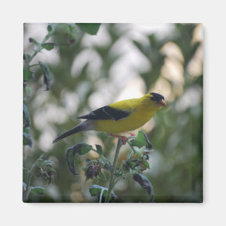 Aimant jaune Goldfinch