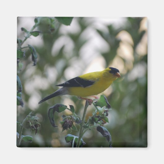 Aimant jaune Goldfinch (Devant)
