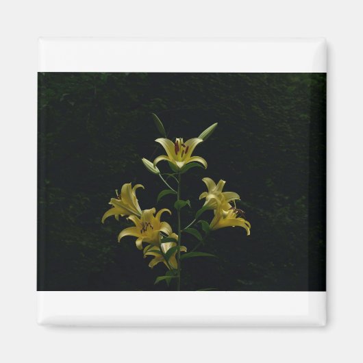 Aimant Jaune Jaune Jaune, Tom Wurl (Devant)