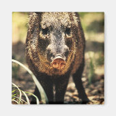 Aimant Javelina (Devant)