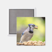 Aimant Jay bleu avec arachide (Recto/Verso)