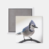 Aimant Jay bleu en hiver (Recto/Verso)