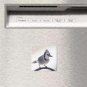 Aimant Jay bleu en hiver (In Situ (Lave-vaisselle))