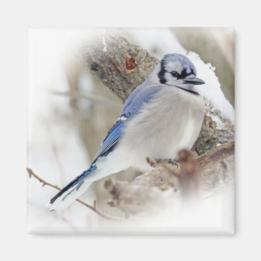 Aimant Jay bleu en hiver (Devant)