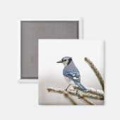 Aimant Jay bleu en hiver (Recto/Verso)