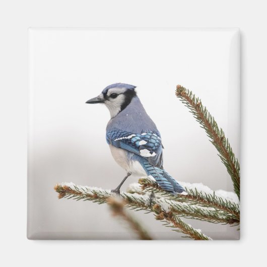 Aimant Jay bleu en hiver (Devant)