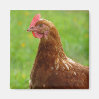 Jay Hen Rhode Island Poulet rouge
