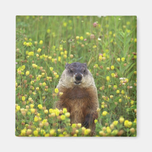 Aimant Je suis Groundhog