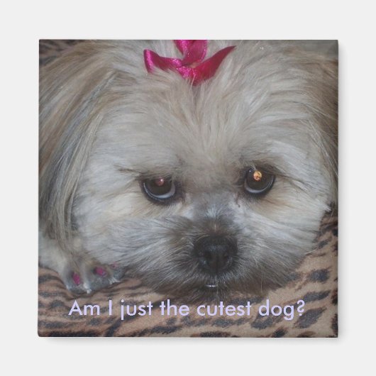 Aimant Je suis le chien le plus mignon ? (Devant)