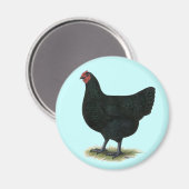 Aimant Jersey Giant : Black Hen (Recto/Verso)