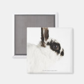 Aimant Jersey Wooly Rabbit (Recto/Verso)