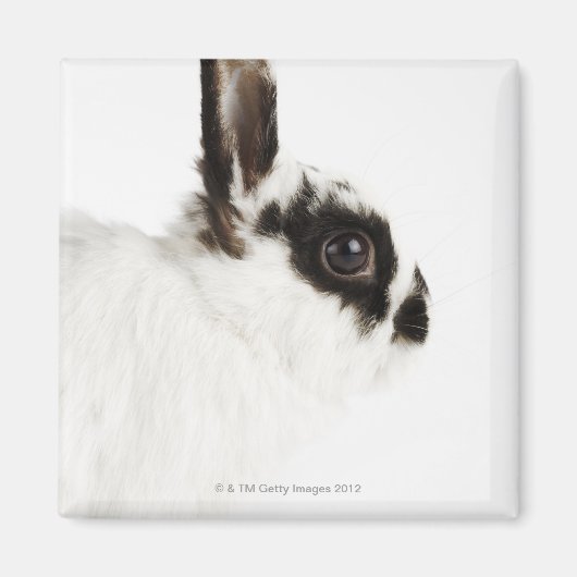 Aimant Jersey Wooly Rabbit (Devant)