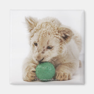Aimant Jeu blanc de petit animal de lion (krugeri de Lion