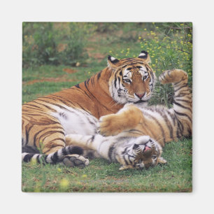 Aimant Jeu de tigres de Bengale