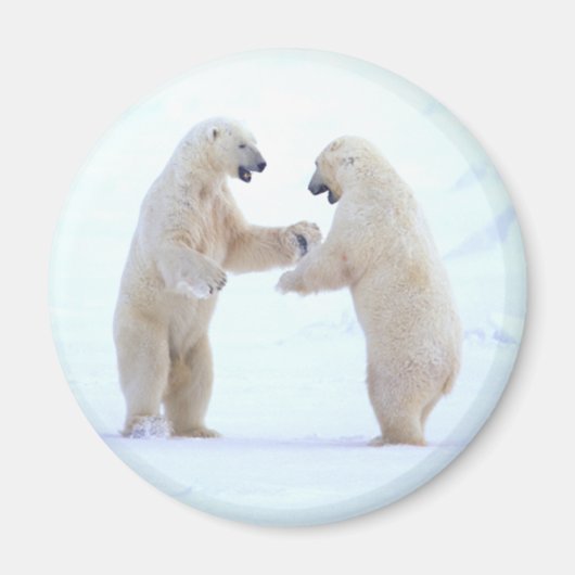 Aimant Jeu d'ours polaire (Devant)