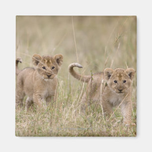 Aimant 'Jeu Reserve de l'Afrique, Kenya, Mara de masai