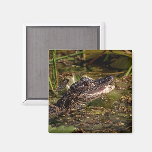 Aimant Jeune Alligator (Recto/Verso)