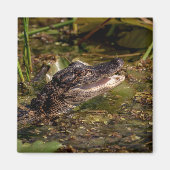 Aimant Jeune Alligator (Devant)