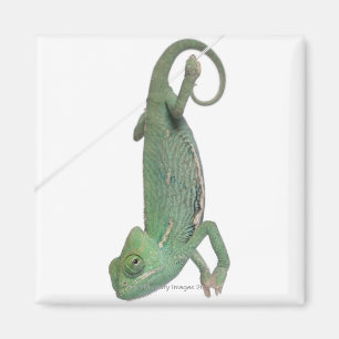 Aimant Jeune caméléon voilé, calyptratus de Chamaeleo