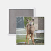 Aimant Jeune cerf à queue blanche dans le cimetière (Recto/Verso)