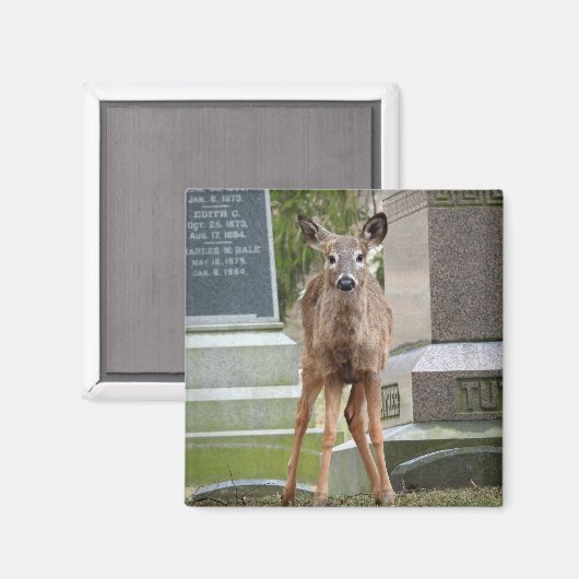 Aimant Jeune cerf à queue blanche dans le cimetière (Recto/Verso)