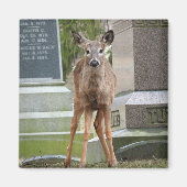 Aimant Jeune cerf à queue blanche dans le cimetière (Devant)