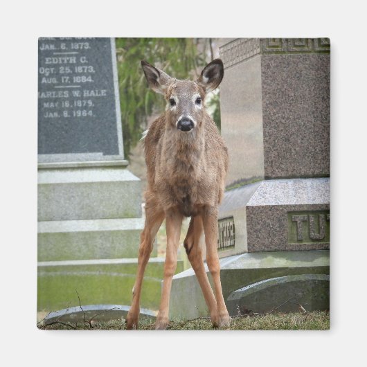Aimant Jeune cerf à queue blanche dans le cimetière (Devant)