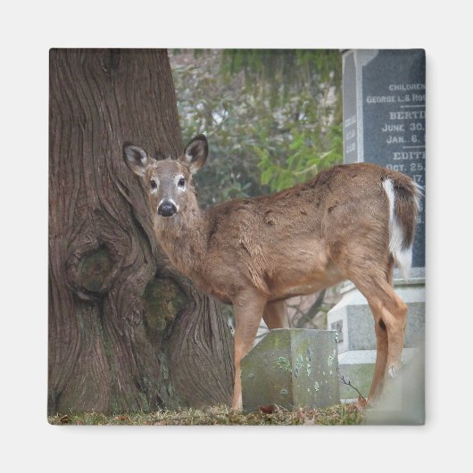 Aimant Jeune cerf à queue blanche dans le cimetière (Devant)